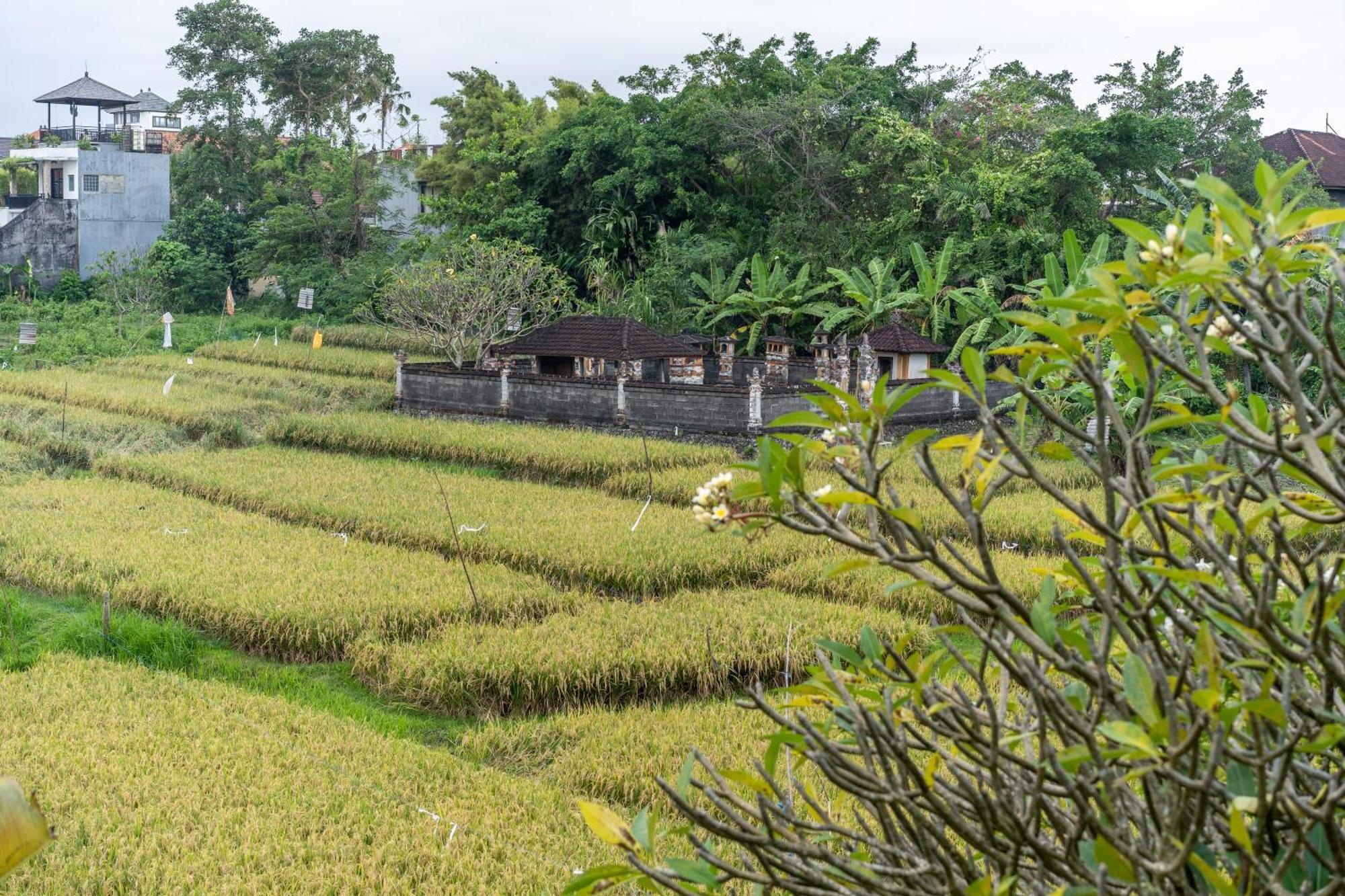 Villa Sunsara 4 - Enchanting 4Br Villa In A Great Location Canggu Exterior foto